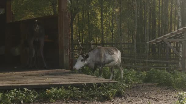 農場を歩き 木の小屋にぶら下がっている金属製のバケツから食料を得るいくつかの鹿のフルショット — ストック動画