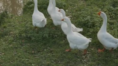 Hiçbir insan çiftlikteki tek tek nehirde yüzen bir sürü beyaz kazdan tek tek vurulmaz.