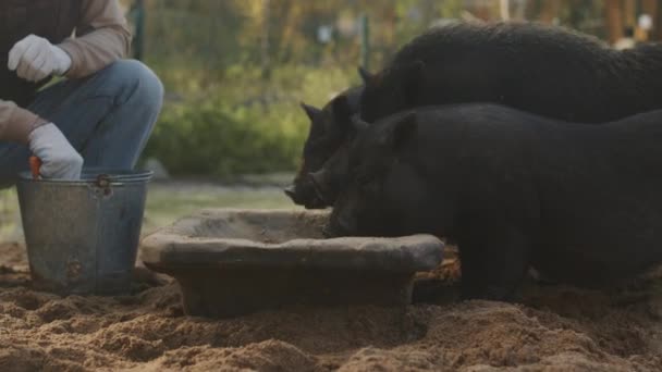 Tiro Colhido Agricultor Irreconhecível Que Alimenta Porcos Negros Numa Exploração — Vídeo de Stock