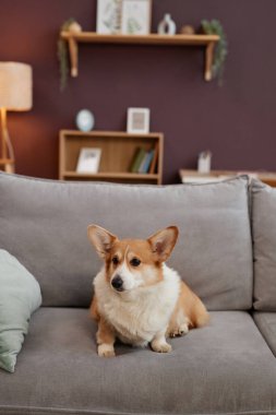 Evdeki yumuşak koltukta oturan sevimli Corgi köpeğinin dikey boy portresi, boşluğu kopyala