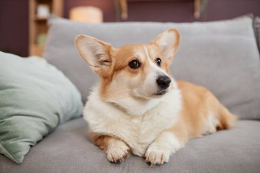 Evdeki rahat kanepede uzanmış kameraya bakan şirin Corgi köpeğinin yakın plan portresi.