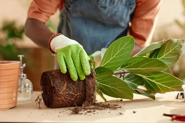 Закрыть Неузнаваемый Черный Человек Репоттинг Зеленого Растения Помещении Наслаждаясь Садоводством — стоковое фото