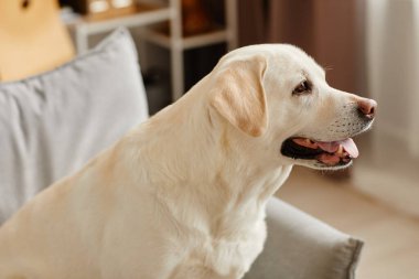 Oturma odasındaki kanepede oturan büyük beyaz labrador köpeğinin yan görünümü.