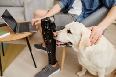 Evde dizüstü bilgisayar kullanan ve labrador köpeği besleyen, protez bacaklı, tanınmayan bir adamın yakın çekimi.