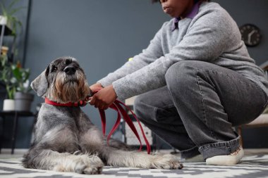 Yan görüntüde siyah kadın kurşun ve tasmayla Schnauzer köpeğinin fotokopi odasına gitmeye hazırlanıyor.