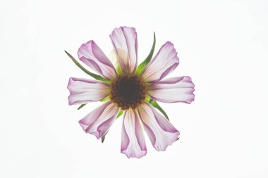 Arka planda çiçek açan tek çiçeğin en küçük üst görünümü, boşluğu kopyala