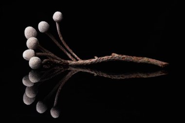 Brunia böğürtlenlerinin en düşük arkaplan görüntüsü siyah, kopyalama alanına karşı ayna yansıması