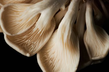 İstiridye mantarı solungaçlarına düşük açı görünümü ve siyah doğal dokular, boşluğu kopyala