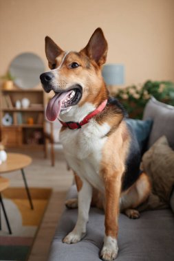 Evdeki kanepede oturmuş gülümseyerek yüzünü çeviren sevimli melez köpeğin dikey portresi.