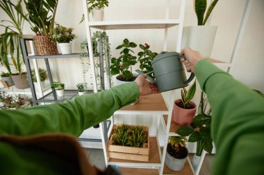 Ev fotokopi alanındaki raflarda canlı yeşil bitkileri sulayan kadın elleri.