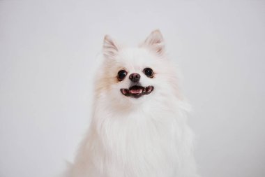 Şirin pofuduk köpeğin yakın portresi kameraya bakıyor ve beyaz arkaplan fotokopi alanına gülümsüyor