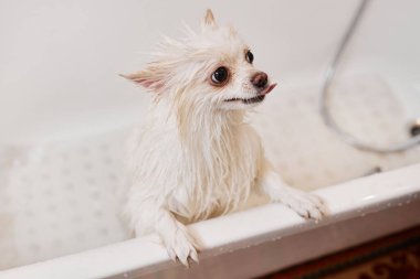 Fotokopi salonundaki banyo küvetinde oturan ıslak köpek yavrusuna yüksek açılı manzara.