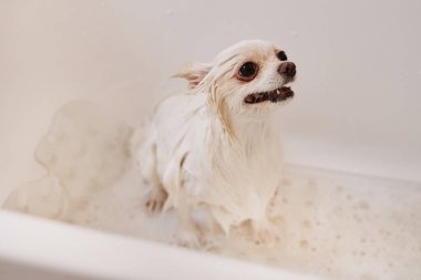 Köpüklerle dolu küvette oturan ve evcil hayvan bakımı ve bakımı yapan sevimli ıslak köpeğin yüksek açılı portresi.