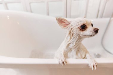 Kuaför salonunda yıkandıktan sonra küvetten çıkan küçük beyaz köpeğin yüksek açılı görüntüsü.