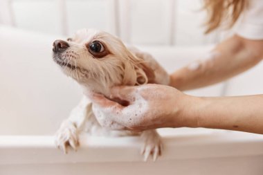Değer veren genç bir kadının banyo küvetinde köpeğini sabun köpüğüyle nazikçe yıkamasına yakın dur.