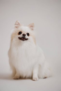 Stüdyoda beyaz arka planda oturan kameraya gülümseyen mutlu Spitz köpeğinin tam boy portresi.