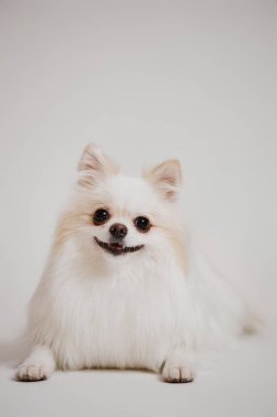 Gülümseyen Spitz köpeğinin dikey minimal portresi. Stüdyoda beyaz arka plan fotokopi alanına uzanmış kameraya bakıyor.
