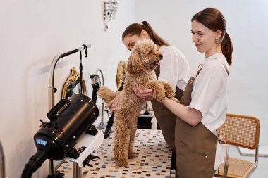 Maltipoo 'yla oynayan gülümseyen genç kadının portresi lüks bir kuaför salonunda oturmuş fotokopi odasında.