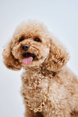 Sevimli kıvırcık saçlı köpek yavrusunun dikey portresi. Stüdyoda dille beyazlara karşı mutlu görünüyor.