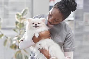 Beyaz Pomeranian köpeği olan, evcil hayvanı okşayan ve dudaklarını şirin bir şekilde büzen orta boy Afrikalı Amerikalı veteriner.