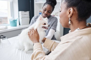 Veteriner kliniğinde tedavi sonrası muayene masasında oturan hasta pomeranian köpeğinin omuz üstünden çekilen fotoğrafı. Afro-Amerikan etnik kökenli kadın hayvan sahibi tüylü kürkü okşuyor.