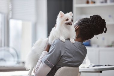 Veteriner kliniğinde veterinerlerin omuzlarına tırmanan mutlu beyaz Pomeranian köpeği..