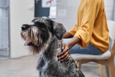 Veteriner kliniğinde, turuncu kazaklı Afro-Amerikan kadın sahibinin onu okşadığı tuzluk ve biberlik köpeğinin yan görüntüsü.