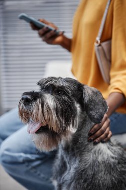 Dili dışarı sarkık gümüş standart schnauzer köpeğinin dikey yan görünüm portresi ve veteriner kliniğinde telefon kullanan dişi Afrikalı Amerikalı evcil hayvan sahibi.