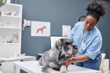 Muayene masasında uzanan gri schnauzer, klinikte mavi duvara stetoskop kullanarak köpek kalbi dinleyen Afrikalı bir veteriner.