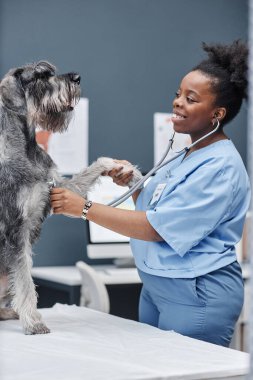 Dikey orta boy, mavi üniformalı bayan veteriner kalp atışlarını steteskopla dinlerken köpek masada oturup veteriner ofisinde patisini uzatıyor.