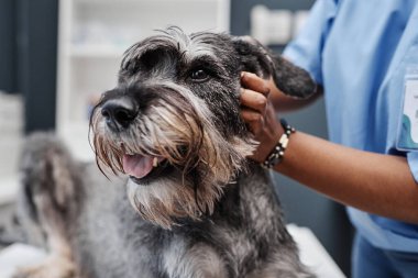 Modern bir klinikte tıbbi tedavi görürken dili dışarı sarkan hasta tuz ve biberli schnauzer köpeğini kapat.