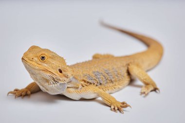 Sakallı ejderha türünün egzotik kertenkele evcil hayvanı beyaz arka planda keskin pençeleri olan, kafa ve ön ayak odaklı, kopyalama alanı