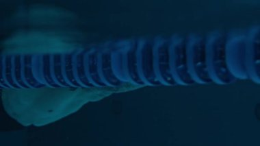 Mavi havuz suyunda yüzen, yüzme şapkası ve gözlüğü takan kendine güvenen beyaz adamın sualtı fotoğrafı.