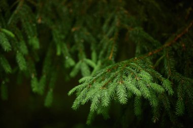 Karamsar, karamsar, yakın plan, aşağı sarkan yeşil dalların iğne benzeri yapraklarını yakalıyor. Hafif ışıkla aydınlatılıyor. Karmaşık dokularla sakin bir atmosfer yaratıyor.
