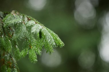 Yağmurla tazelenmiş çam dallarının yakın çekimi, iğnelere yapışan damlacıklar, yağmurdan sonraki sakin bir sabahı hatırlatan bulanık orman zeminine karşı