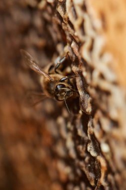 Bal peteğine oturup bal üreten meşgul arıların seçmeli odak noktası, boşluğu kopyala