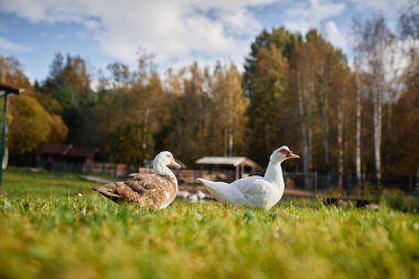 Kırsaldaki çiftlikte sonbahar ormanlarında çimlerin üzerinde yürüyen iki yerli ördeğin yan görüntüsü.