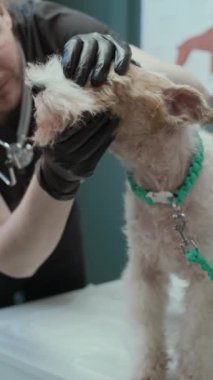Klinik ortamdaki rutin kontroller sırasında siyah azot eldivenli erkek veterinerin tilki teriyerini incelerkenki dikey çekimi.