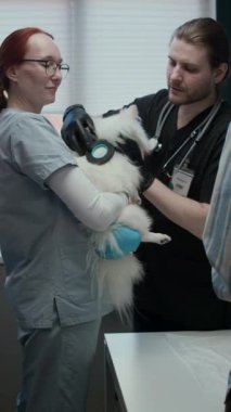 Modern klinikte kadın hemşireyle çalışırken Pomeranian 'ı çip tarayıcısı ve kızılötesi termometreyle inceleyen beyaz erkek veterinerin dikey fotoğrafı.