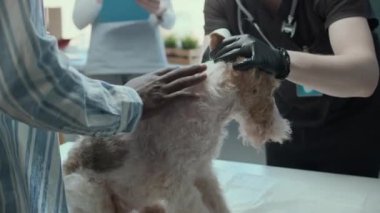 Modern veteriner kliniğinde köpek sıcaklığını ölçmek için kızılötesi termometre kullanarak tanımlanamayan erkek veteriner görüntüsü.