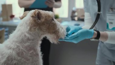 Kafkasyalı kadın veterinerin ameliyat önlüğü ve eldiven giyip modern veteriner ofisinde steteskopla genç tilki teriyerini incelerken çekilen fotoğrafı.