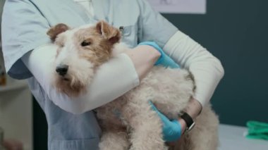 Önlük ve gözlüklü beyaz kadın veteriner portresi modern tıp ofisinde Fox Terrier ile dikilip kameraya bakıyor.