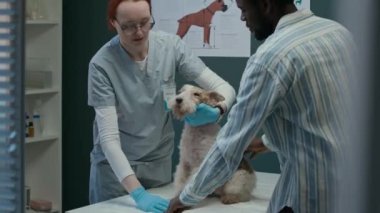 Profesyonel veteriner takımının modern tıp ofisinde Fox Terrier 'ı muayene ederken orta boy fotoğrafı. Siyah erkek sahibi yakınlarda duruyor ve bekliyor.