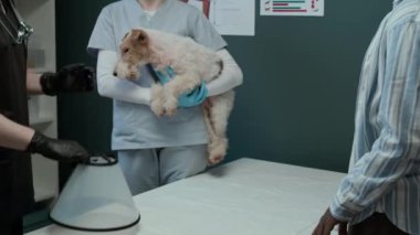 Siyahi iş kıyafetleri içinde profesyonel veterinerin modern klinikteki cerrahi operasyondan sonra Fox Terrier 'a tıbbi tasma takması.