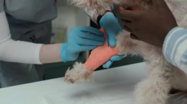 Kadın veteriner, ameliyat önlüğü ve mavi nitril eldiven takıyor. Çağdaş veteriner kliniğindeki yaralı patilerin etrafına yapışkan bandaj sarmış.
