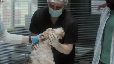Klinikteki doktor randevusu sırasında profesyonel veteriner takımının Fox Terrier 'a kulak damlası vermesi. Siyah evcil hayvan sahibi yakınlarda duruyor ve izliyor.