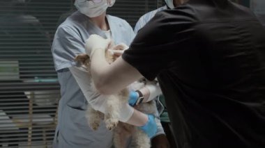 Modern veteriner kliniğinde Fox Terrier 'a tıbbi yardım ederken siyah önlüklü erkek veteriner köpek kulağı enfeksiyonunu tedavi ediyor.