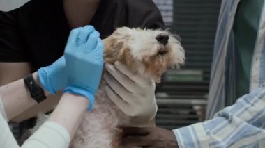 Klinikteki randevuda ameliyat önlüğü ve azot eldivenli, köpek kulakları temizleyen tanınmamış veteriner iğnesi.