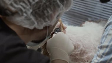 Hayvan sahibinin kollarında oturan hasta tilki teriyerinin kulaklarını ve kulaklarını incelerken tanınmayan veterinerin orta boy yakın çekimi.