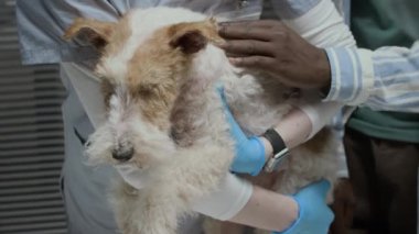 Hemşire kollarında hasta tilki teriyerlerine bakarken tıbbi damlalar ve pamuk yastıkla tanınamayan veteriner köpek kulaklıkları.